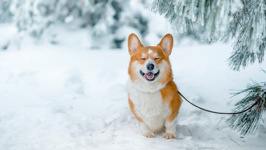 Apprenez à aimer les longues promenades hivernales avec votre chien.